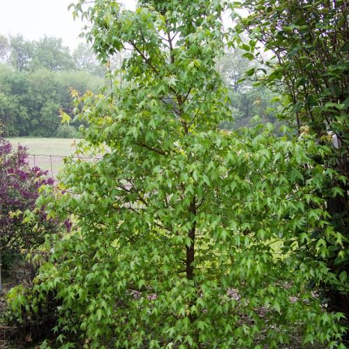A sturdy brown trunk, splitting into brown branches which are full of green leaves.