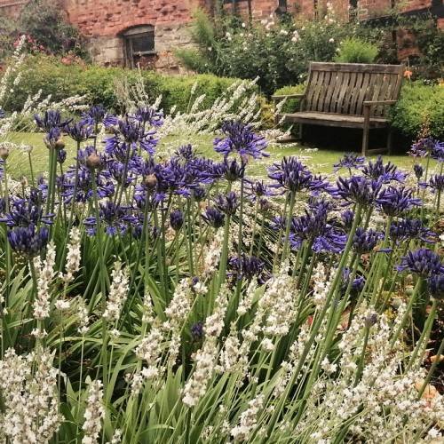 clusters of deep blue velvety small flowers with slender, upright, dark green stems 




