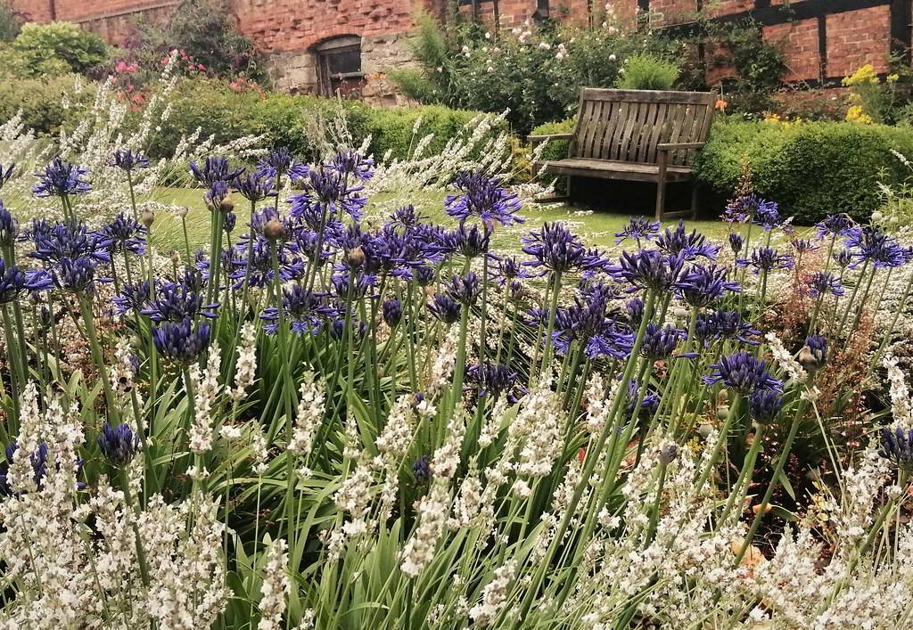 clusters of deep blue velvety small flowers with slender, upright, dark green stems 




