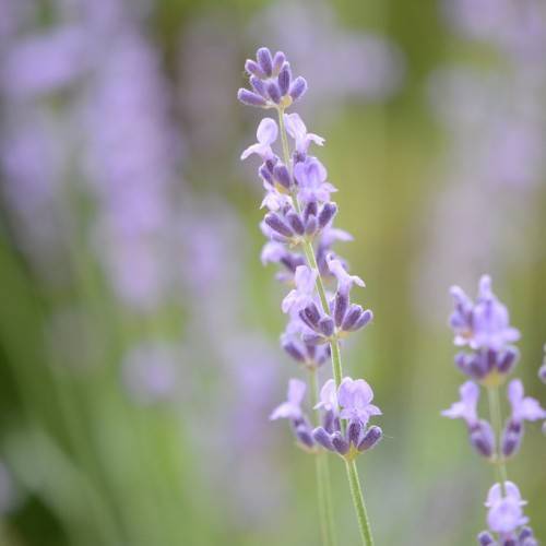 clustesr of small, purple-blue, velvety  flowers in spike-shape,  with slender, long, green stems 




