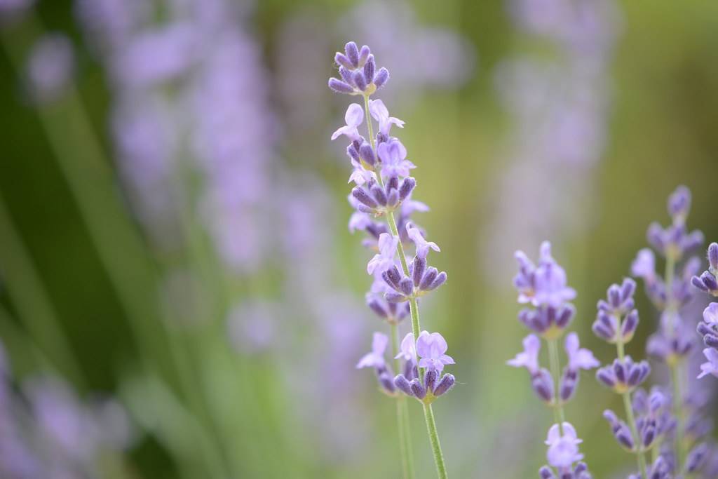 clustesr of small, purple-blue, velvety  flowers in spike-shape,  with slender, long, green stems 




