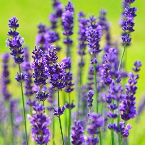 purple-blue spiky, velvety flowers with slender, long, green stems