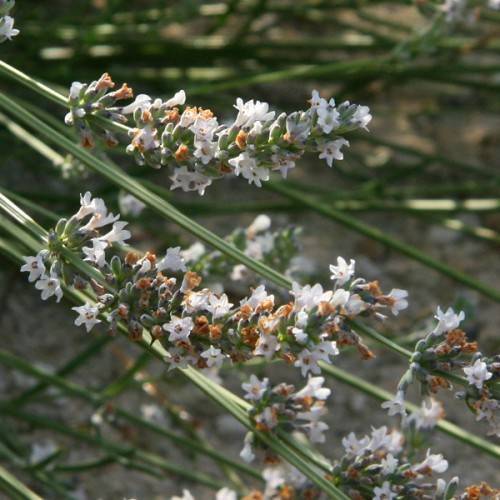 trumpet-like white-blue, small flowers with dark-green, slender stems, and dark-green sepals