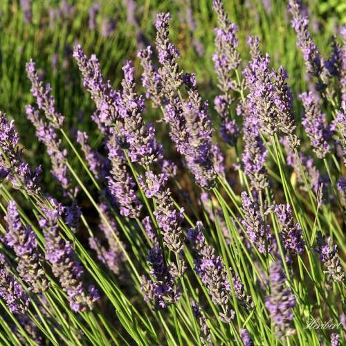 velvety, purple flowers spike along tall, upright, slender, green stems