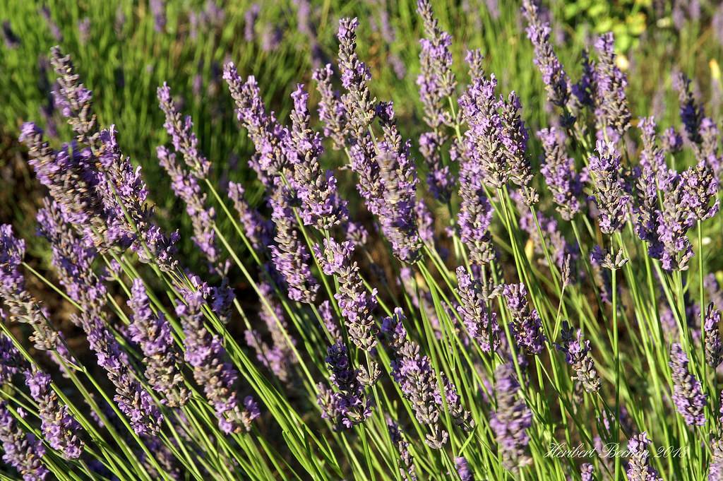 velvety, purple flowers spike along tall, upright, slender, green stems