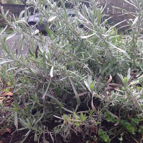 grayish-green, narrow, spear-like leaves, and slender, upright, gray-green stems