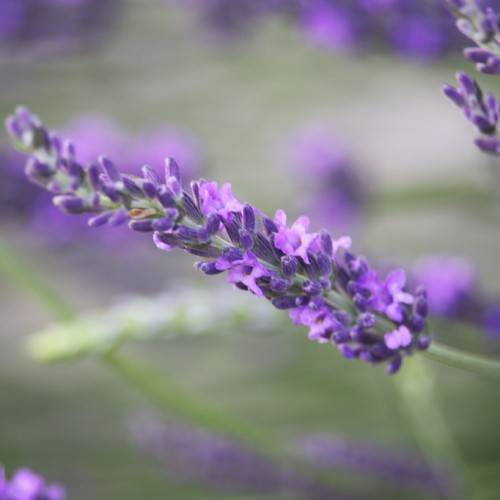 cluster of velvety,  dark purple, small flowers, arranged in spike-shape along gray-green, slender stem