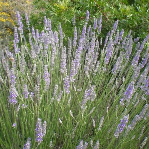 Violet flowers with white buds, green leaves and stems