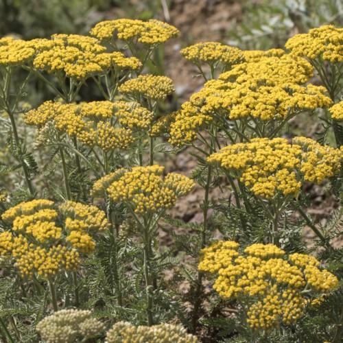 yellow flowers with green foliage and stems