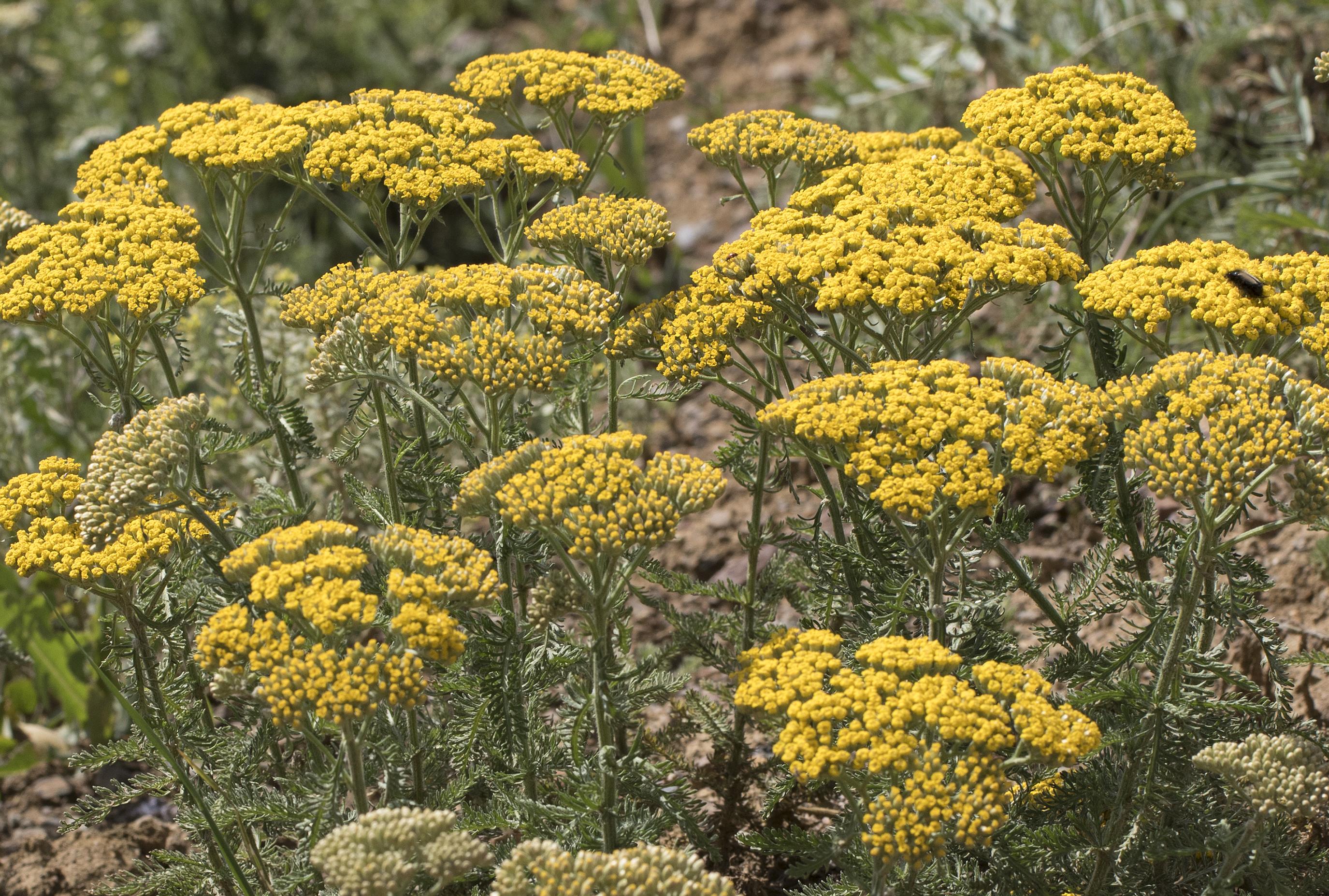 yellow flowers with green foliage and stems