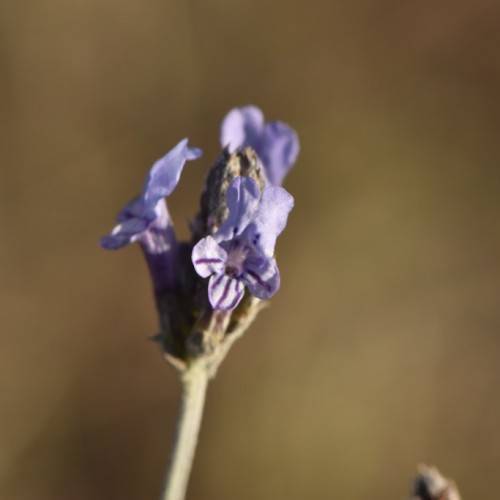 beige, velvety stem, small, tubular, light blue flowers with dark blue stripes