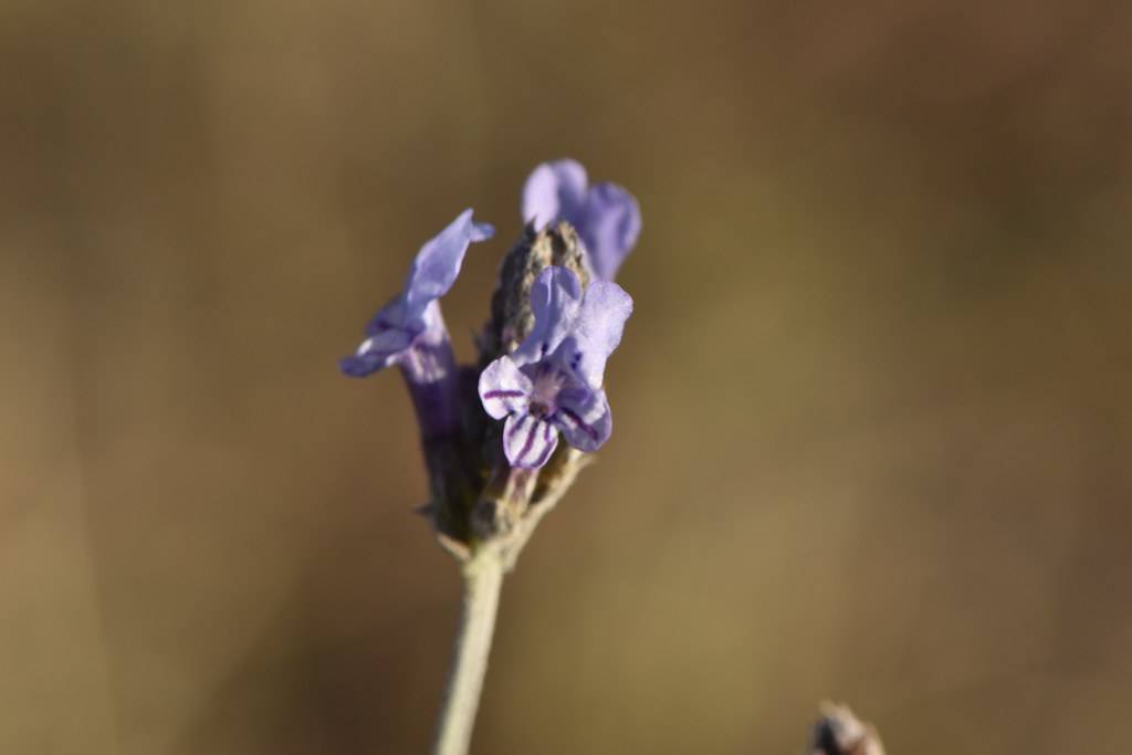 beige, velvety stem, small, tubular, light blue flowers with dark blue stripes