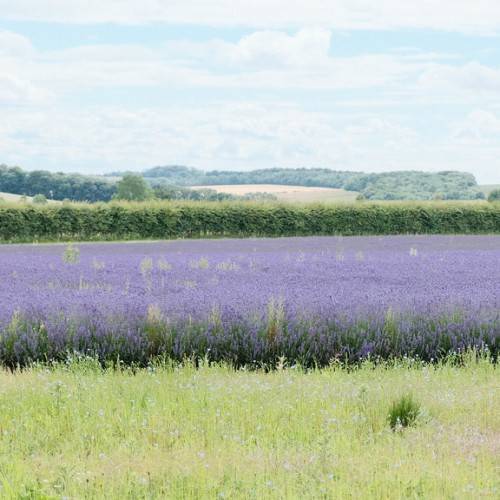 field of blue flowers with green leaves