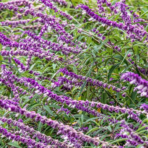 slender, elongated, dark purple flower spikes, green, lanceolate leaves, and violet-green, slender stems