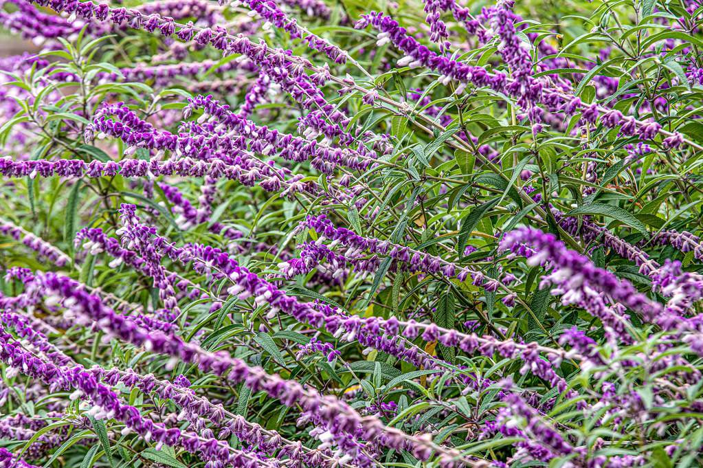 slender, elongated, dark purple flower spikes, green, lanceolate leaves, and violet-green, slender stems
