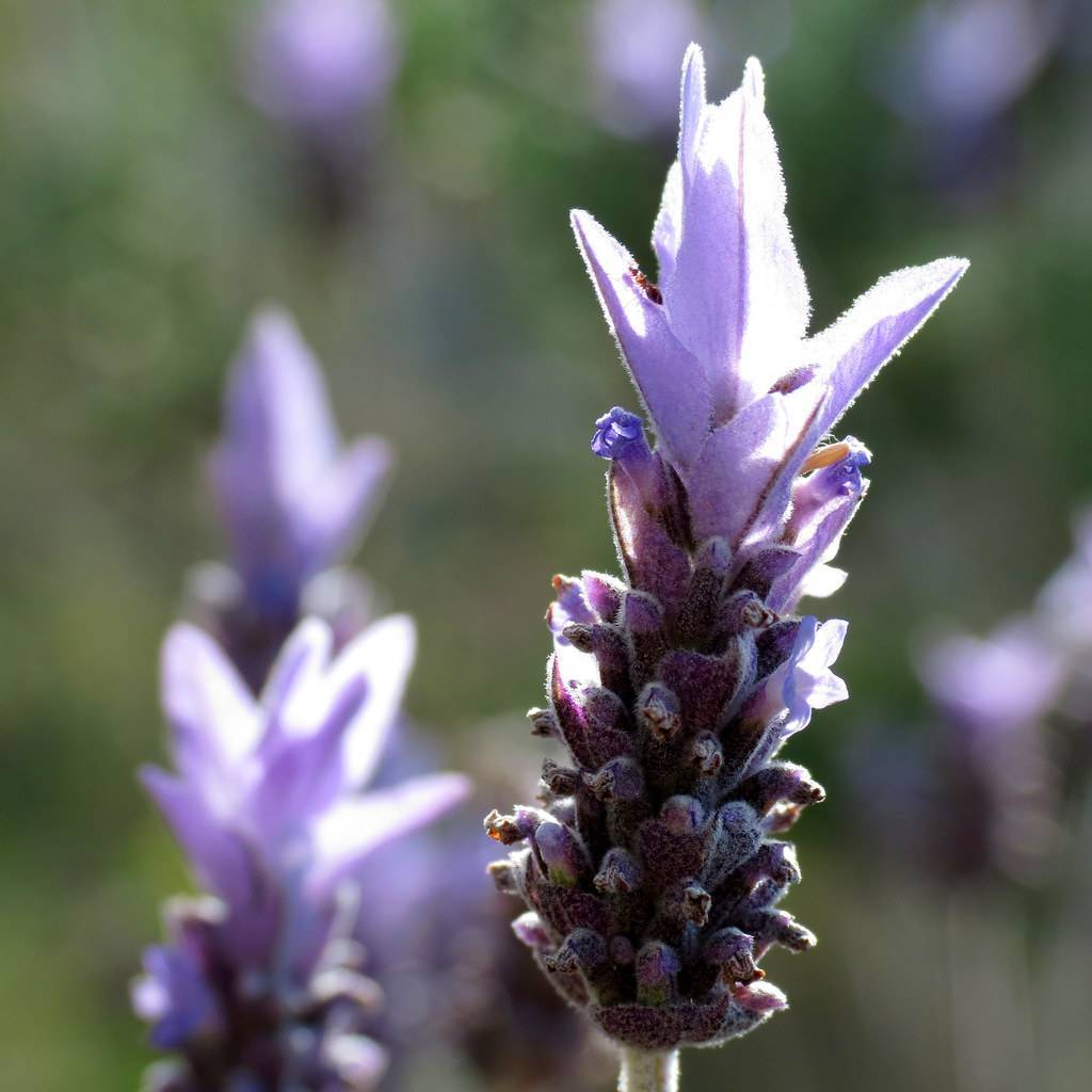 velvety, purple-blue flowers in spike-shaped, and light-green, velvety stem