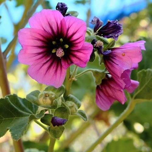 Magenta flowers with black center pink anthers, lime buds, lime stems, green leaves yellow midrib and veins.