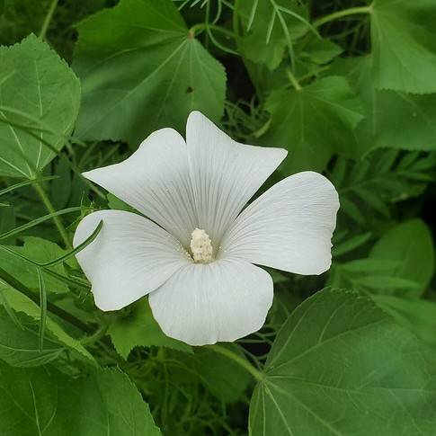 white, cup-shaped flower with green stems, and large, palmate-shaped, green leaves