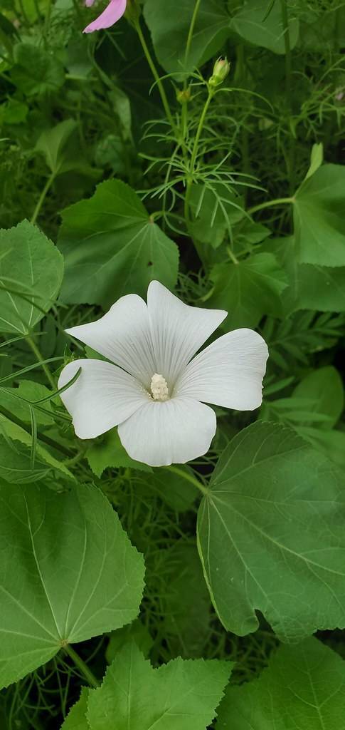 white, cup-shaped flower with green stems, and large, palmate-shaped, green leaves
