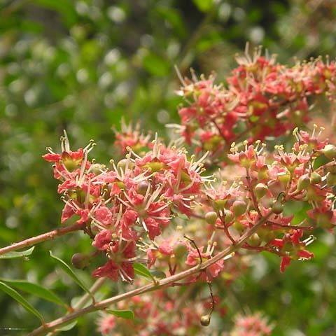 small, coral flowers with long creamy stamens, small, green leaves, and pink-green stems