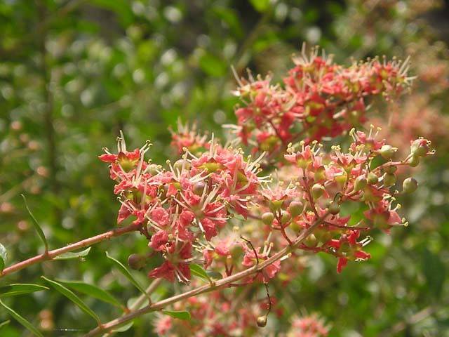 small, coral flowers with long creamy stamens, small, green leaves, and pink-green stems