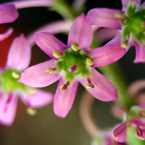 small, purple flower with green stamens with green stem