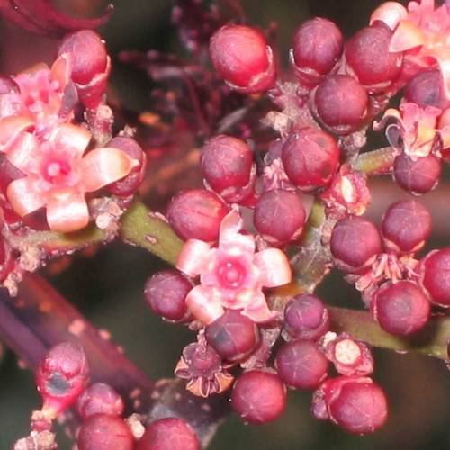 cluster of small, shiny, coral-colored flowers, deep-red buds, and red-green stems