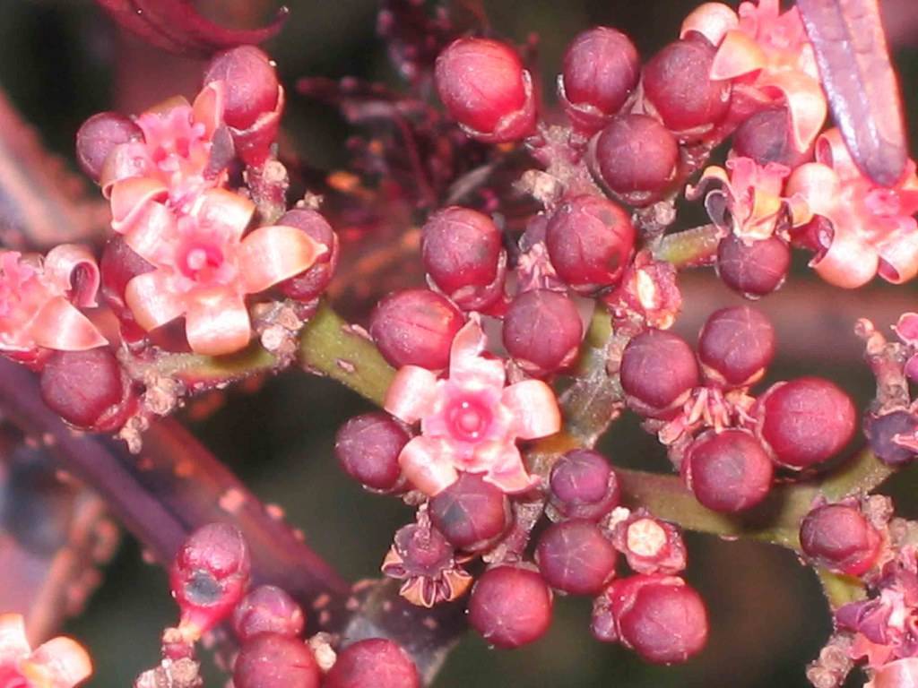 cluster of small, shiny, coral-colored flowers, deep-red buds, and red-green stems