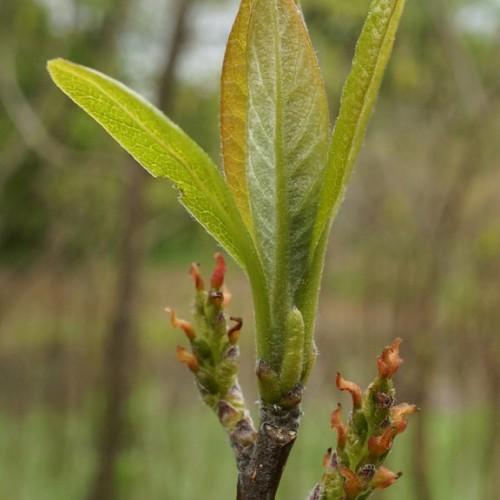 Brown-green buds with green leaves and white hair, brown stems.