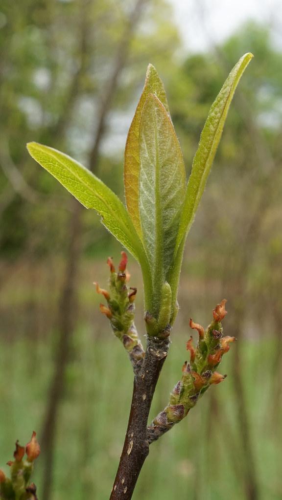 Brown-green buds with green leaves and white hair, brown stems.