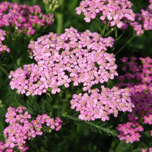 pink flowers with pink-yellow center, green leaves and stems