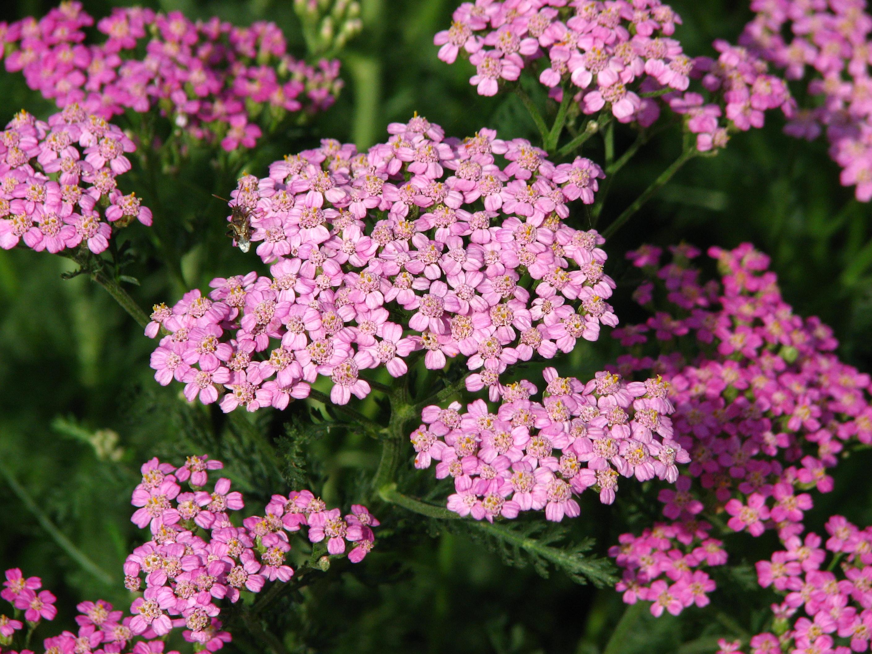 pink flowers with pink-yellow center, green leaves and stems