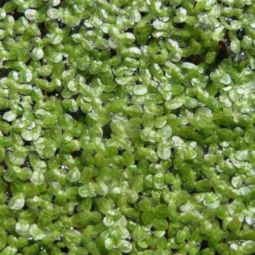 small, floating aquatic plant that consists of tiny, oval-shaped, shiny, green leaves