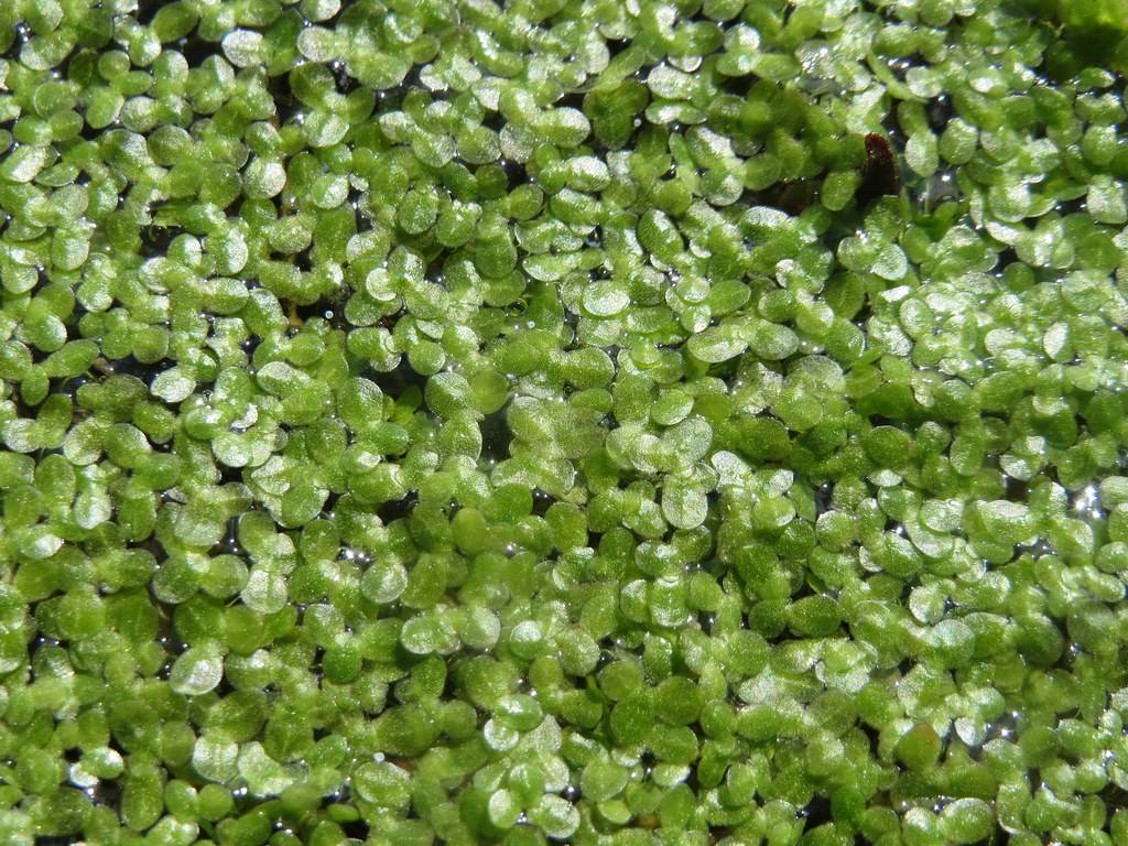 small, floating aquatic plant that consists of tiny, oval-shaped, shiny, green leaves