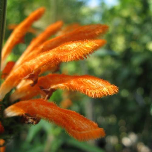 vibrant orange, feathery flower with green stem