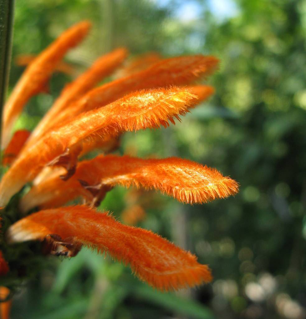 vibrant orange, feathery flower with green stem