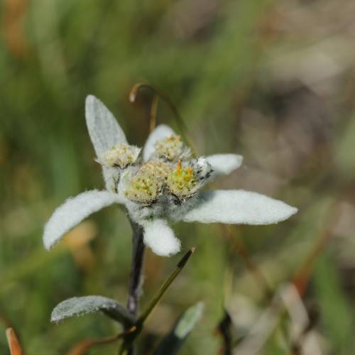 star-shaped, silver-gray, small, velvety flower with gray-green, small, hairy leaves, and gray-green, hairy stem 