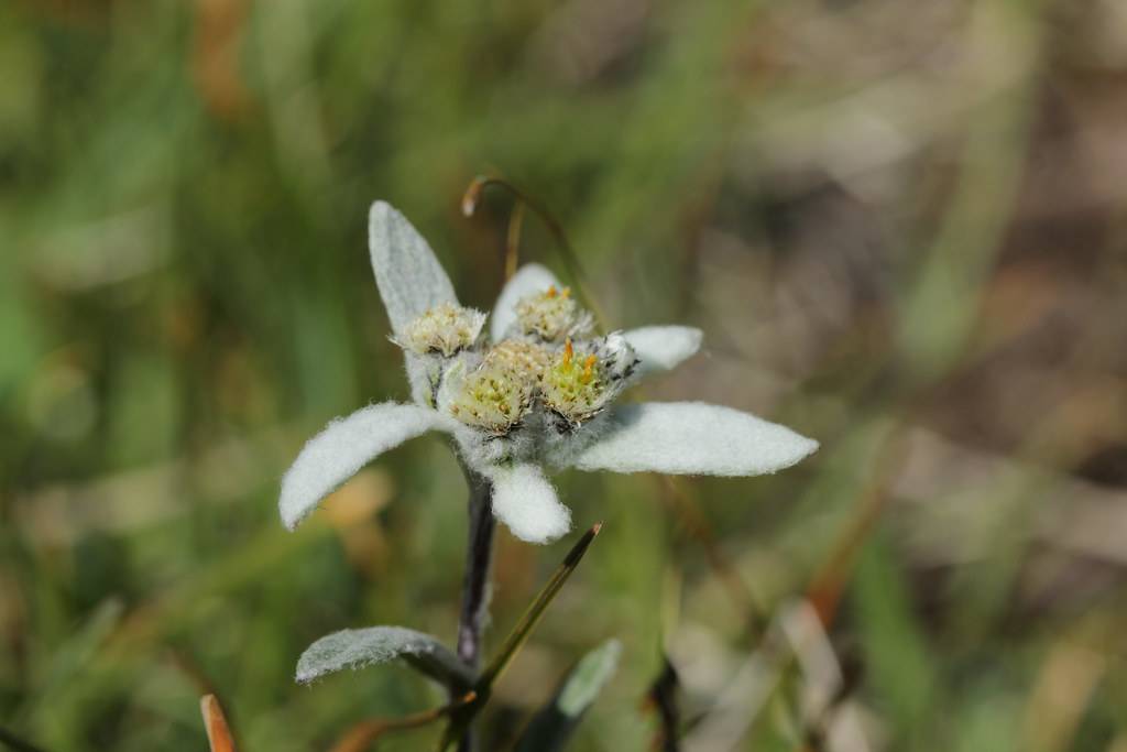 star-shaped, silver-gray, small, velvety flower with gray-green, small, hairy leaves, and gray-green, hairy stem 