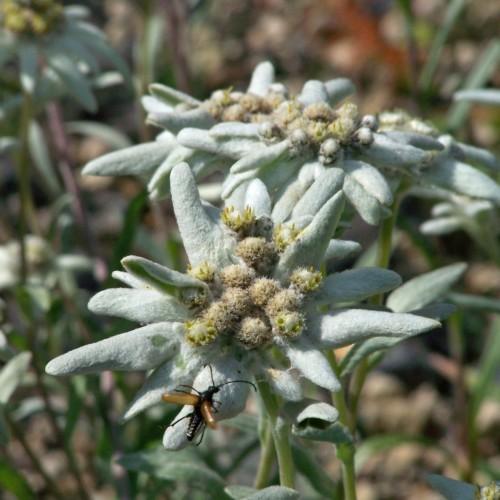 White-green flower with lime anthers, light-green leaves and stems.