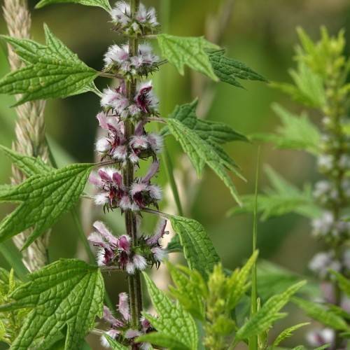 small, feathery, white-violet flowers arranged in dense clusters along green stems and hand-shaped, small, green, shiny leaves