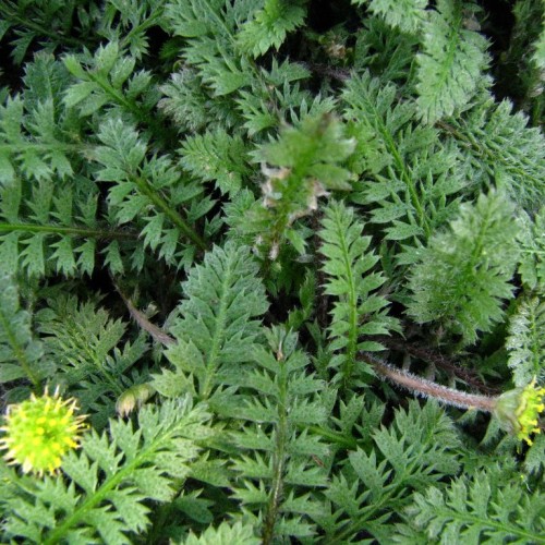 Lime-yellow flower with green sepal, leaves and stems, white hair and gray branches.