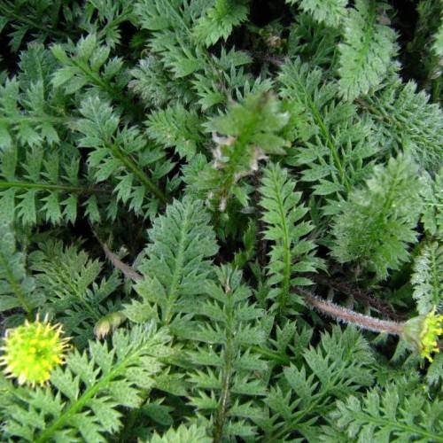 green leaves and green stem with yellow stamen