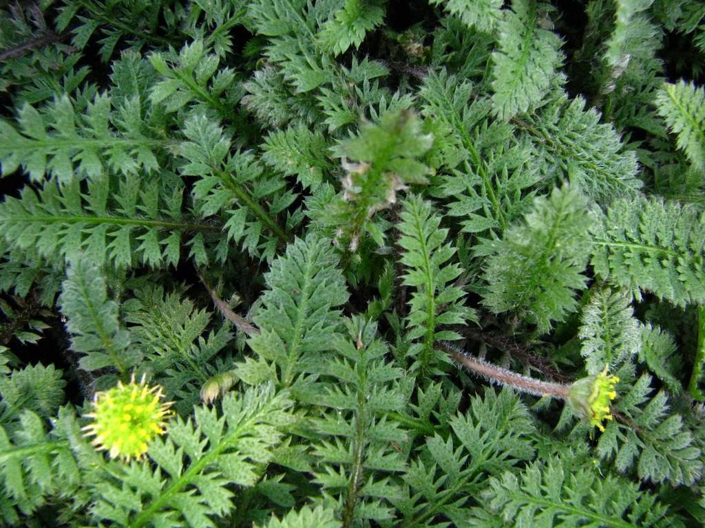 green leaves and green stem with yellow stamen