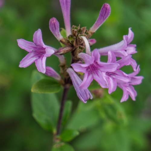 cluster of small, trumpet-shaped, purple flowers with violet stem, and green, elliptic leaves