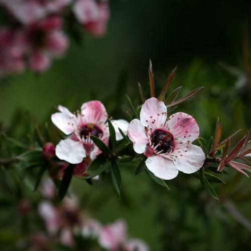 small, pinkish-white flowers with deep red centers, and small, dark-green, narrow leaves
