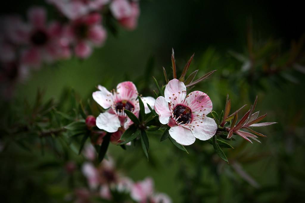 small, pinkish-white flowers with deep red centers, and small, dark-green, narrow leaves