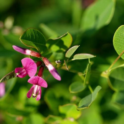 pea-like, pink flower with purple buds, small, green leaves with pink margins, and pink-green stems