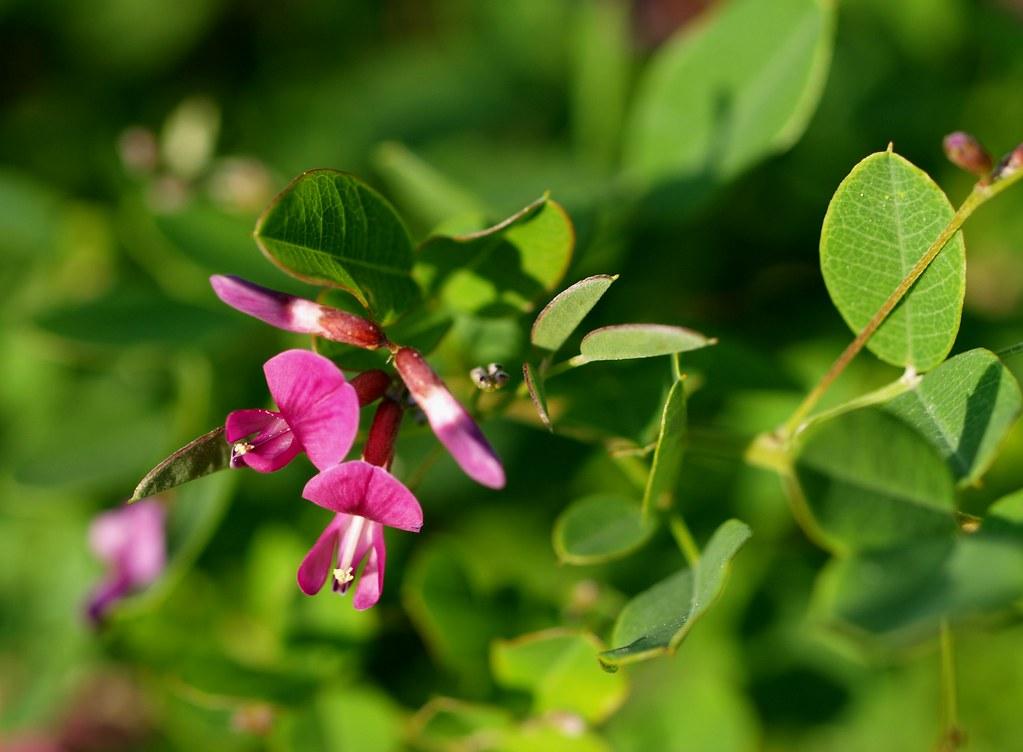 pea-like, pink flower with purple buds, small, green leaves with pink margins, and pink-green stems 
