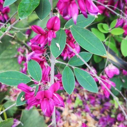 Pink-Violet flowers, gray stems, green leaves, white blades, yellow midrib and veins.