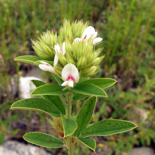 Off-white flower with magenta center, lime buds, white hair, lime sepals green leaves, yellow veins, lime-green stems, white midrib and blades